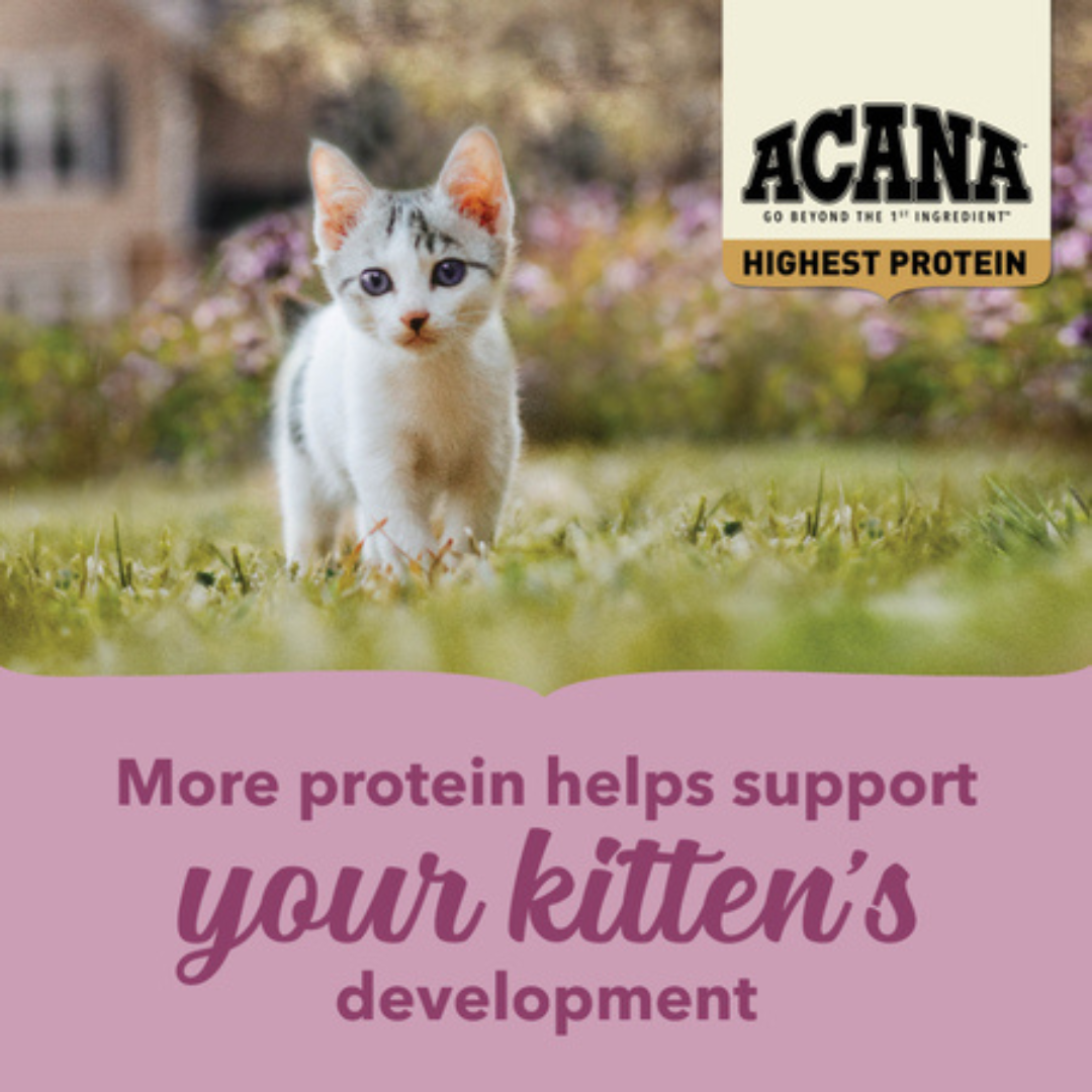 Acana Dry Cat Food - Highest Protein Kitten