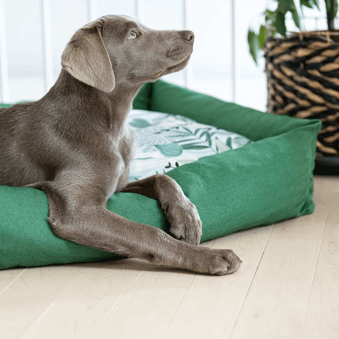 Be One Breed Pet Bed - Memory foam Orthopedic Bolster Cozy Dog Bed - Toronto Pets