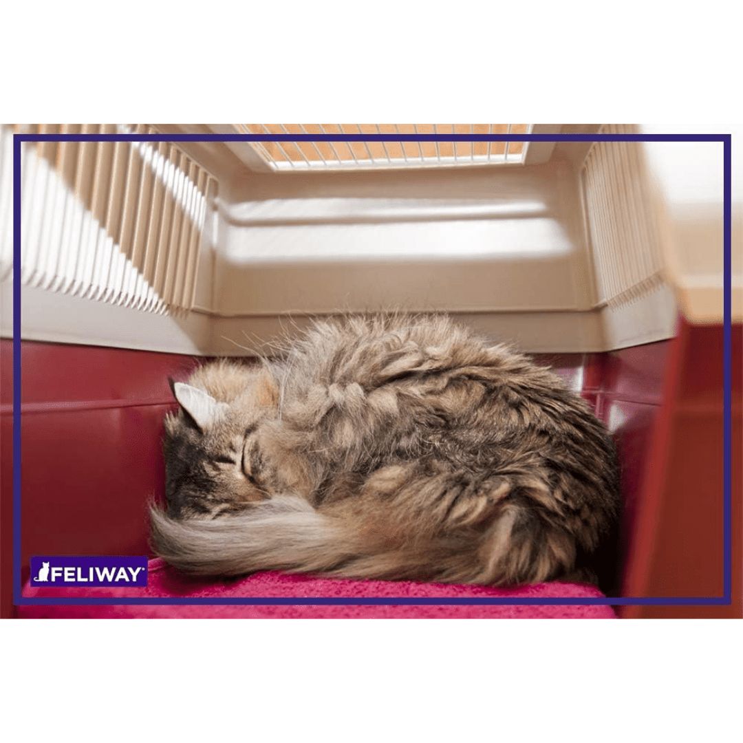 Feliway Classic Cat Spray - Travel Support and Behavior Control Spray - Toronto Pets