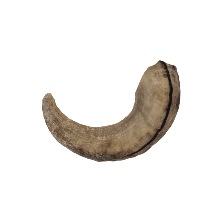 Icelandic+ Dog Treats - Lamb Horn Chews - Toronto Pets