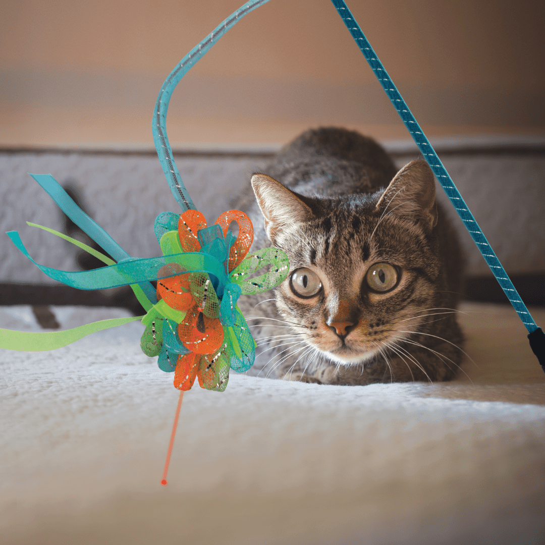 Kong Cat Toys - Laser Teaser Ribbons - Toronto Pets