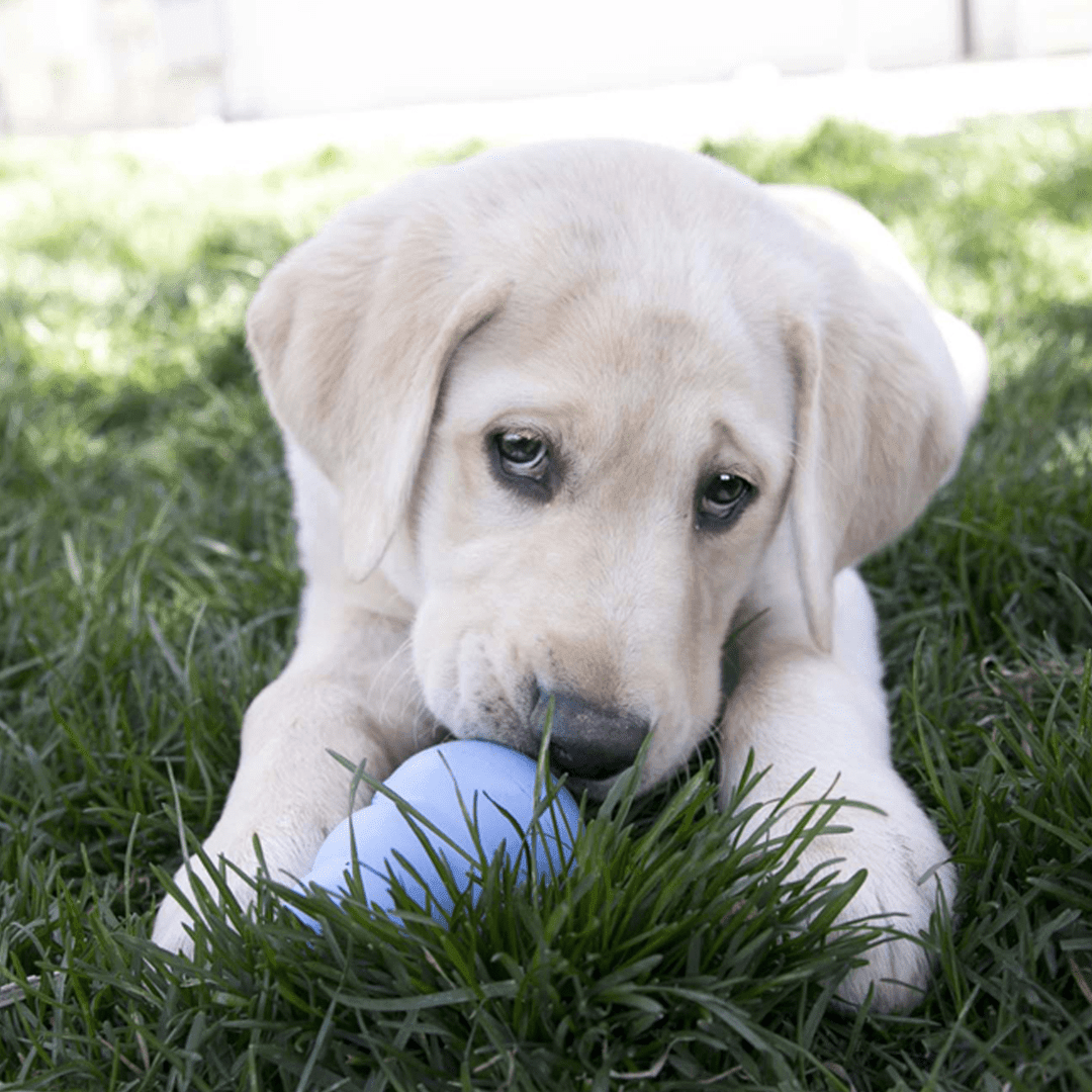 Kong Dog Toy - Classic Puppy - Toronto Pets