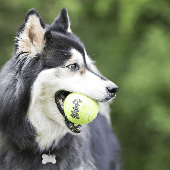 Kong - SqueakAir Balls (6 pieces) - Toronto Pets