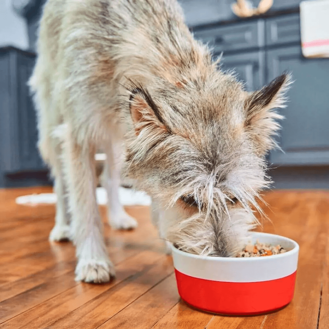 Stella & Chewy's Frozen Dog Food - FreshMade Gently Cooked Gobblin' Good - Toronto Pets