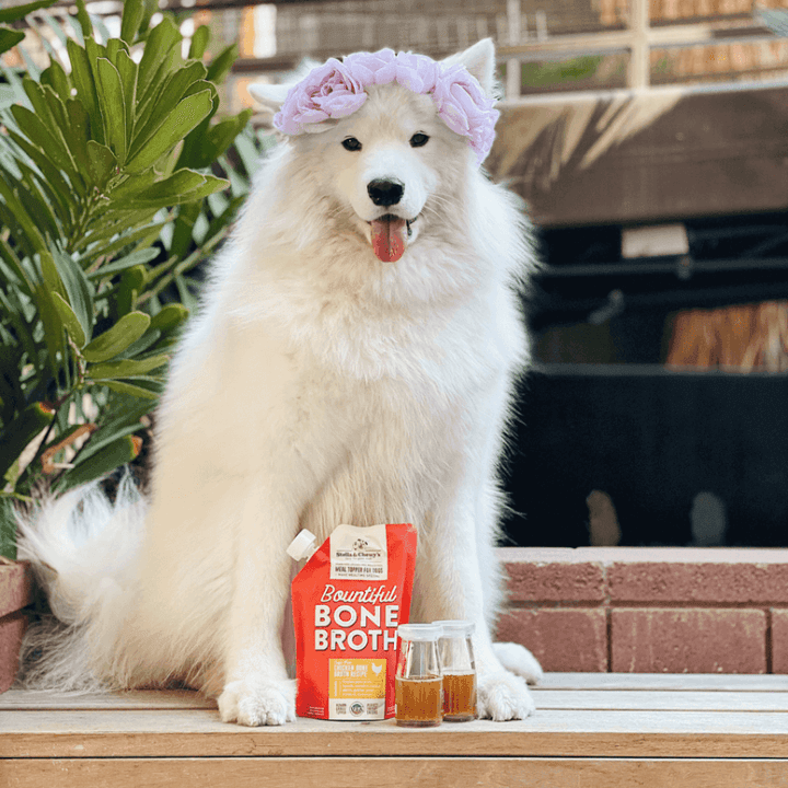 Stella & Chewy's Wet Dog Food - Bountiful Bone Broth With Cage Free Chicken - Toronto Pets